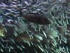 Anchovies 2