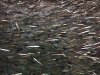 Anchovies 1