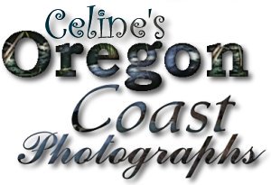 Celine's Oregon Coast Photographs