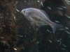 A Fish