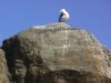 A Seagull