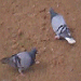 Pigeons on the Ground