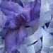 Purple Ribbons