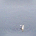 A Seagull in the Water