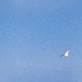 A Seagull in the Sky