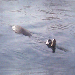 A Seal in the Water