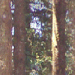 Da Tree Trunks