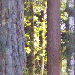 More Tree Trunks