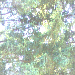 Da Trees