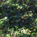 Green Ivy