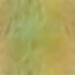 Gold Bumps