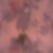 Pink Flowers