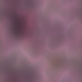 Pink Haze