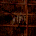Brown Cross Hatch