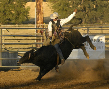 Bull Rider