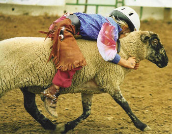 Mutton Busting